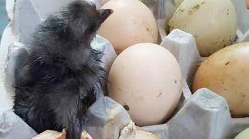 鸡蛋放阳台孵出鸡 惊奇至极真相让人惊呆了