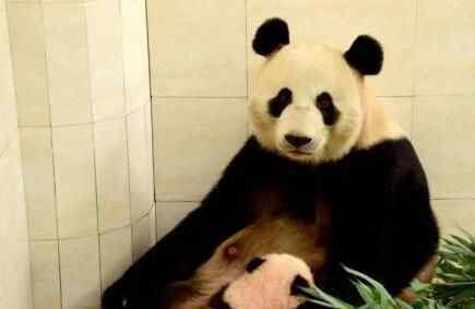 大熊猫抵达莫斯科 究竟是怎么回事？
