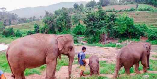 泰国解禁大象出口 为什么解禁究竟是什么原因？