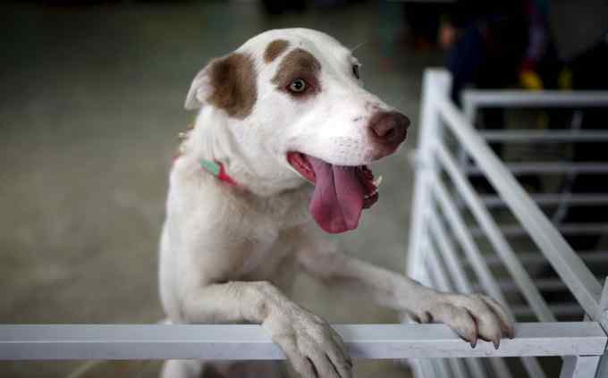 济南拟对遗弃犬只罚款2000元 每户只能养一只小型犬