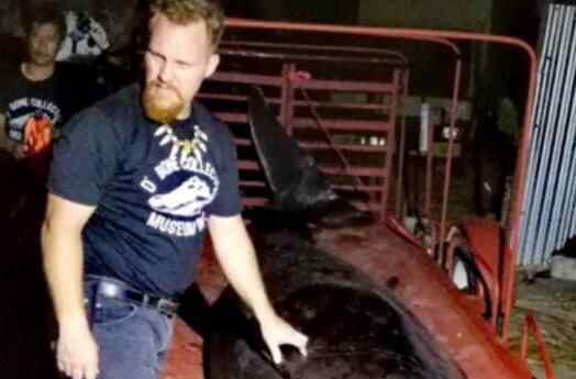 40公斤塑料的鲸鱼 悲剧原因实在让人痛心