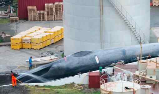 冰岛疑似捕杀蓝鲸 为什么这么可恶？
