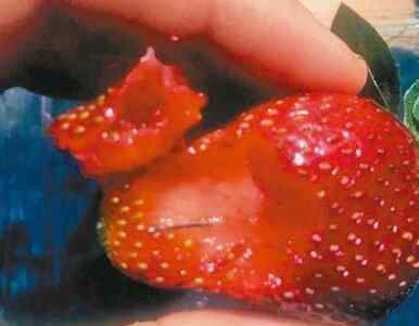 澳草莓里被藏针 可怕至极真相简直太吓人了