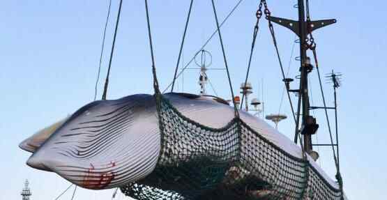 日将重启商业捕鲸 究竟是怎么回事？