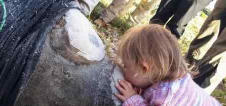 小女孩献吻犀牛 盗猎真相简直太可恶了