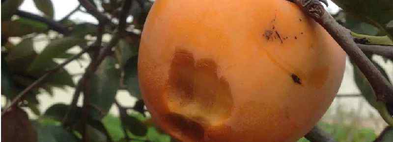 晚上吃柿子有什么危害
