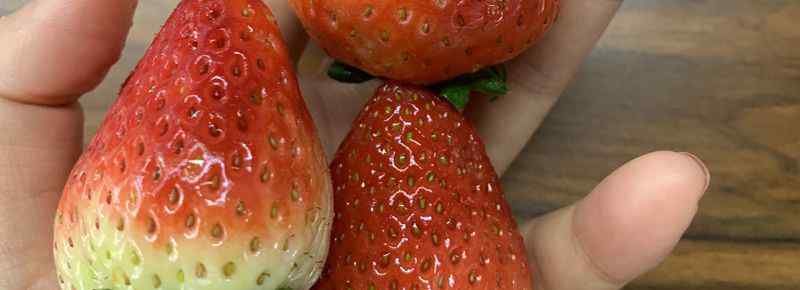 冬季大棚草莓能吃吗