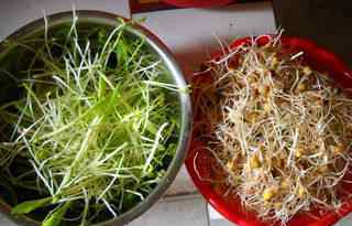 豌豆芽怎么做好吃 玉米豌豆芽沙拉配方 玉米豌豆芽沙拉怎么做有营养