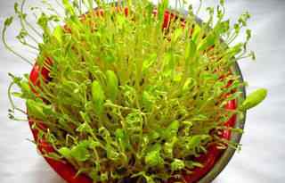 豌豆芽怎么做好吃 玉米豌豆芽沙拉配方 玉米豌豆芽沙拉怎么做有营养