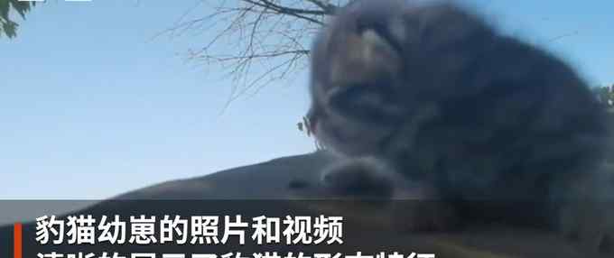 太太太萌了！四川村民拍到初生豹猫幼崽 网友：确定不是小奶猫吗？