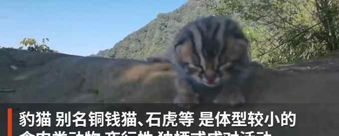 太太太萌了！四川村民拍到初生豹猫幼崽 网友：确定不是小奶猫吗？