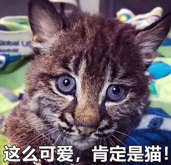 绝对不要收留流浪猫 回家路上捡只流浪猫，本想送人养，谁知小猫真实身份不一般