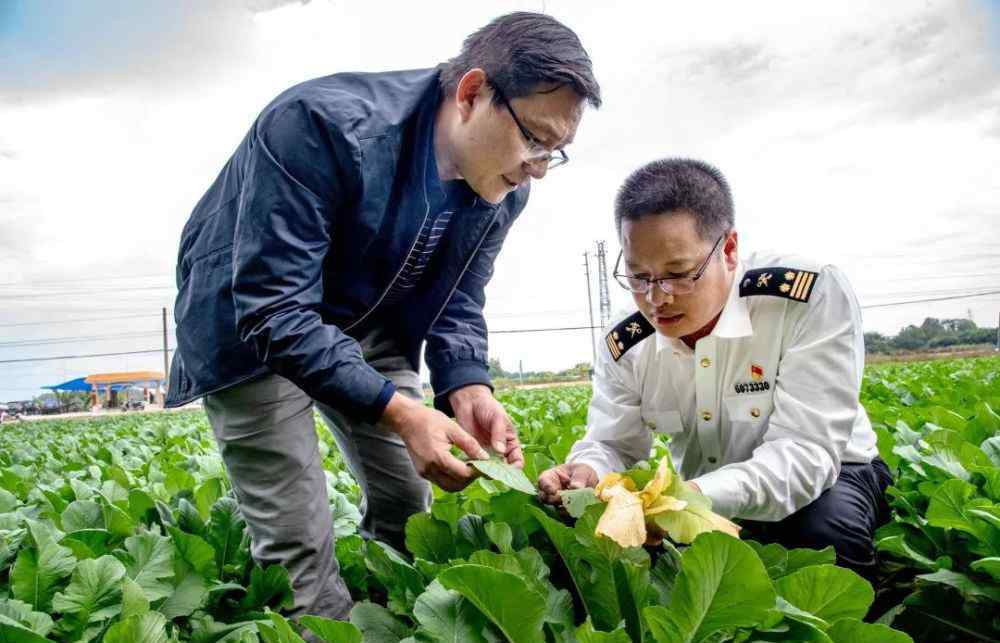 萝卜来了 赤坑村的萝卜成熟了