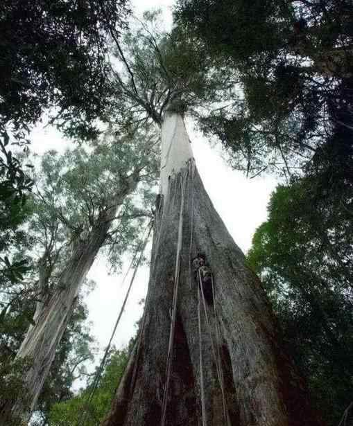 杏仁桉树 世界上最高的树叫做杏仁桉树，高达156米，能抽干一片沼泽地！