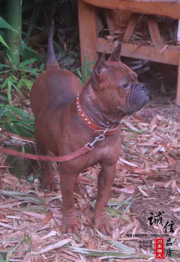 川东猎犬 川东猎犬图鉴，犬名：苗苗 母犬