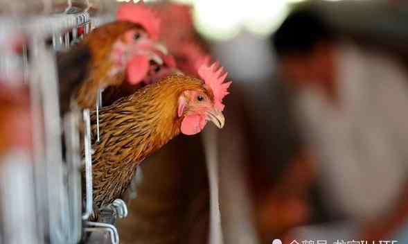 肉鸡病毒 作为一个养鸡人，你知道冬季肉鸡这5大鸡病及8大饲养要点吗？