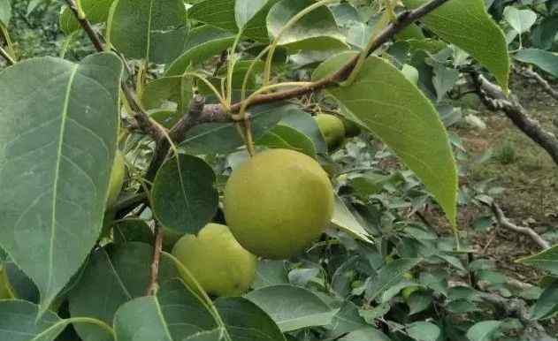 水果品种 最全梨子产地品种指南，水果人必备