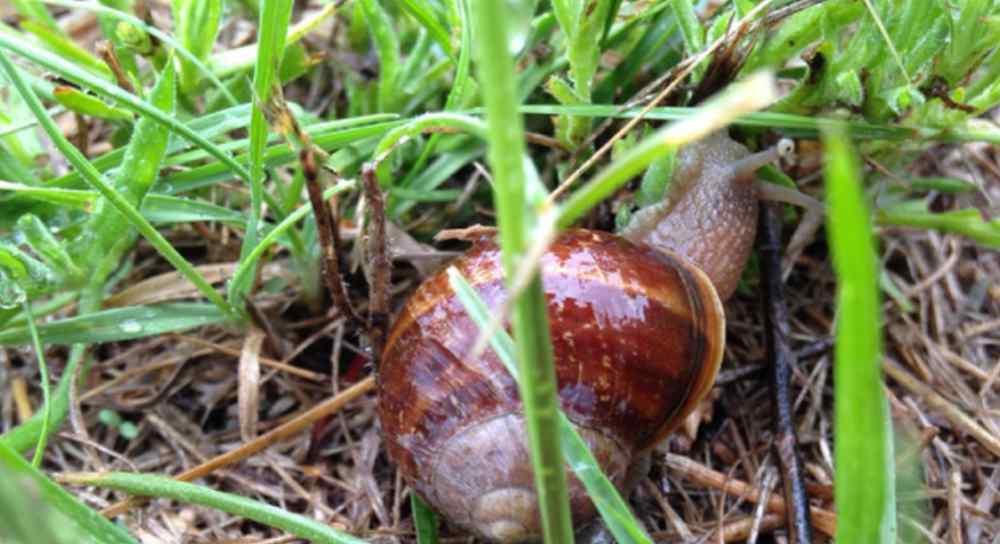 蜗牛吃蚯蚓 这个蜗牛有6000颗牙齿，比人类的拳头还大，吃蚯蚓就像吃辣条