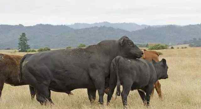 安格斯牛为啥没人养 养牛不要养殖安格斯黑肉牛
