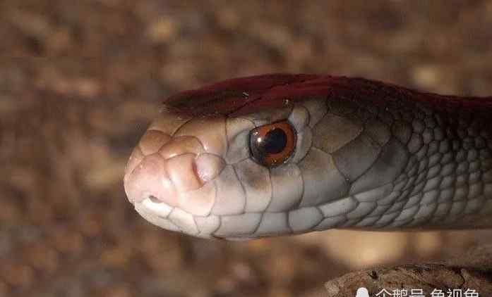 一百头蛇 地表最毒的蛇，毒性是眼镜王蛇的20倍，咬一口可杀死100人！