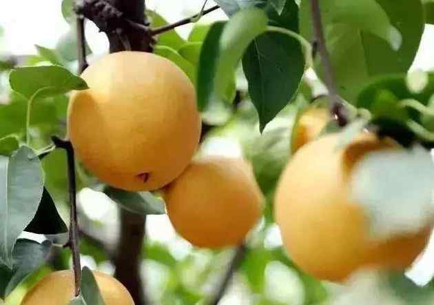 水果品种 最全梨子产地品种指南，水果人必备