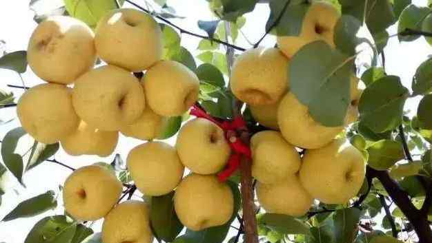 梨的产地 最全梨子产地品种指南，水果人必备