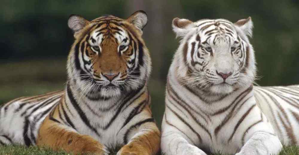 74属虎的寿命 生肖虎的终身寿命：74、86、98年！