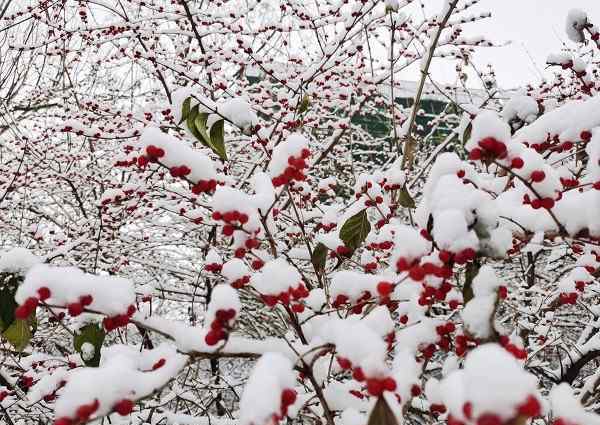 念坛公园 北京的第一场雪念坛公园美丽的雪景