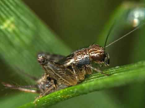 蟋蟀的耳朵长在哪里 蟋蟀的耳朵是长在腿上的吗