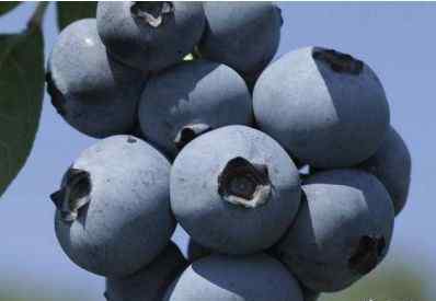 蓝莓黑珍珠 特色蓝莓品种介绍