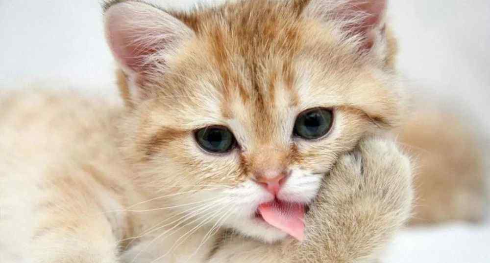 猫怕什么味道 猫咪最讨厌的味道，一定注意别粘上！