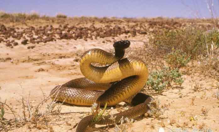 一百头蛇 地表最毒的蛇，毒性是眼镜王蛇的20倍，咬一口可杀死100人！
