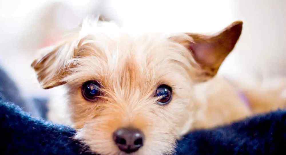 犬肠炎 犬猫肠胃炎，是怎么引起的？