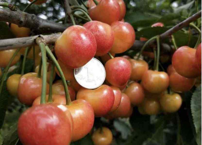 樱桃品种 甜樱桃品种介绍，给您多一个选择的机会