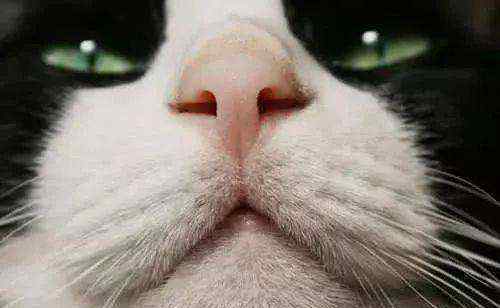 秘密哒手机 猫的这些小秘密，你了解吗？网友：猫鼻纹可以当手机解锁纹吗？