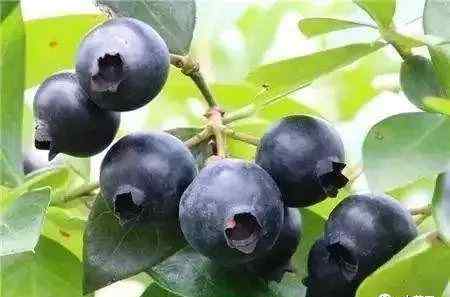 蓝莓黑珍珠 特色蓝莓品种介绍