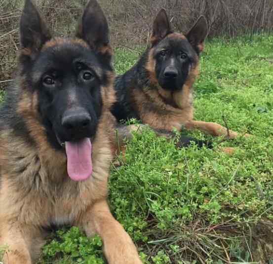 纯种小德牧 纯种德国牧羊犬的标准 教你挑选纯种黑背德牧的方法与技巧