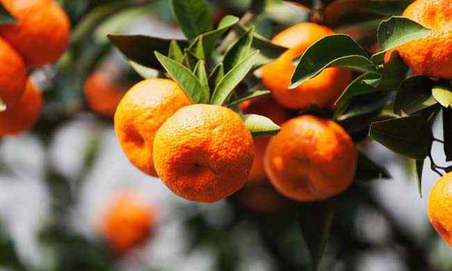 橘子树 橘子树的种植技术