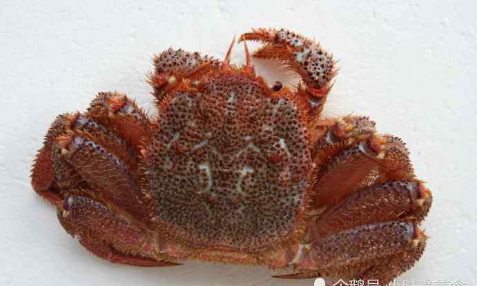红毛蟹 超美味的北海道红毛蟹！蟹中绝品不是吹的