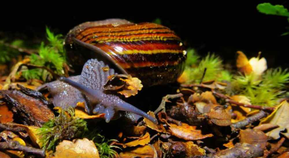 蜗牛吃蚯蚓 这个蜗牛有6000颗牙齿，比人类的拳头还大，吃蚯蚓就像吃辣条