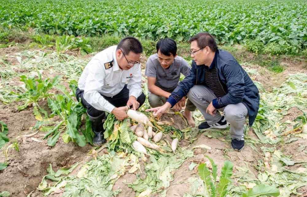 萝卜来了 赤坑村的萝卜成熟了