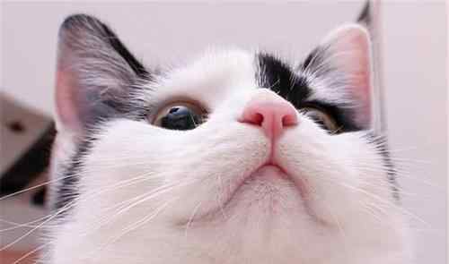 秘密哒手机 猫的这些小秘密，你了解吗？网友：猫鼻纹可以当手机解锁纹吗？