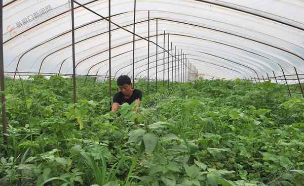 菇茑 【脱贫攻坚记】东兴堡村试种的菇茑熟了