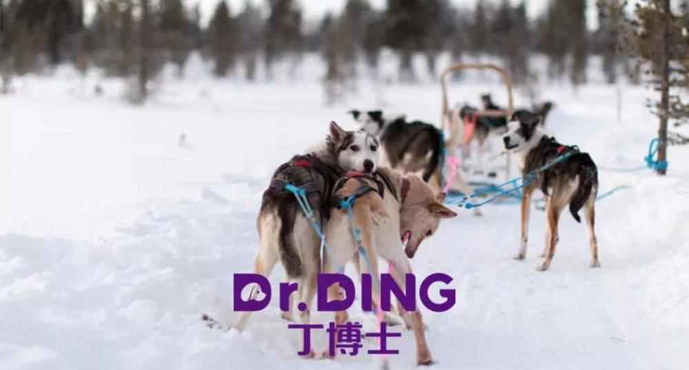 雪橇狗 雪域高原上的极地英雄：阿拉斯加雪橇犬使用说明和饲养指南