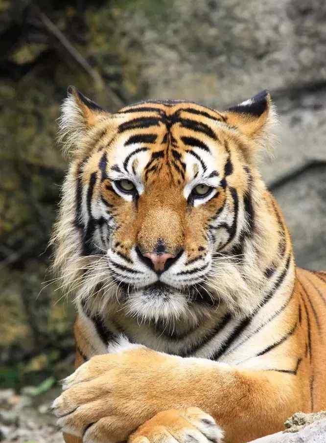 74属虎的寿命 生肖虎的终身寿命：74、86、98年！