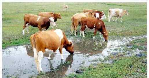 养殖牛 养殖肉牛的十大忠告