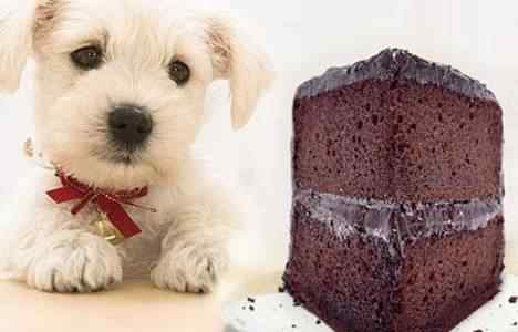 狗吃巧克力为什么会死 狗吃巧克力会死掉吗