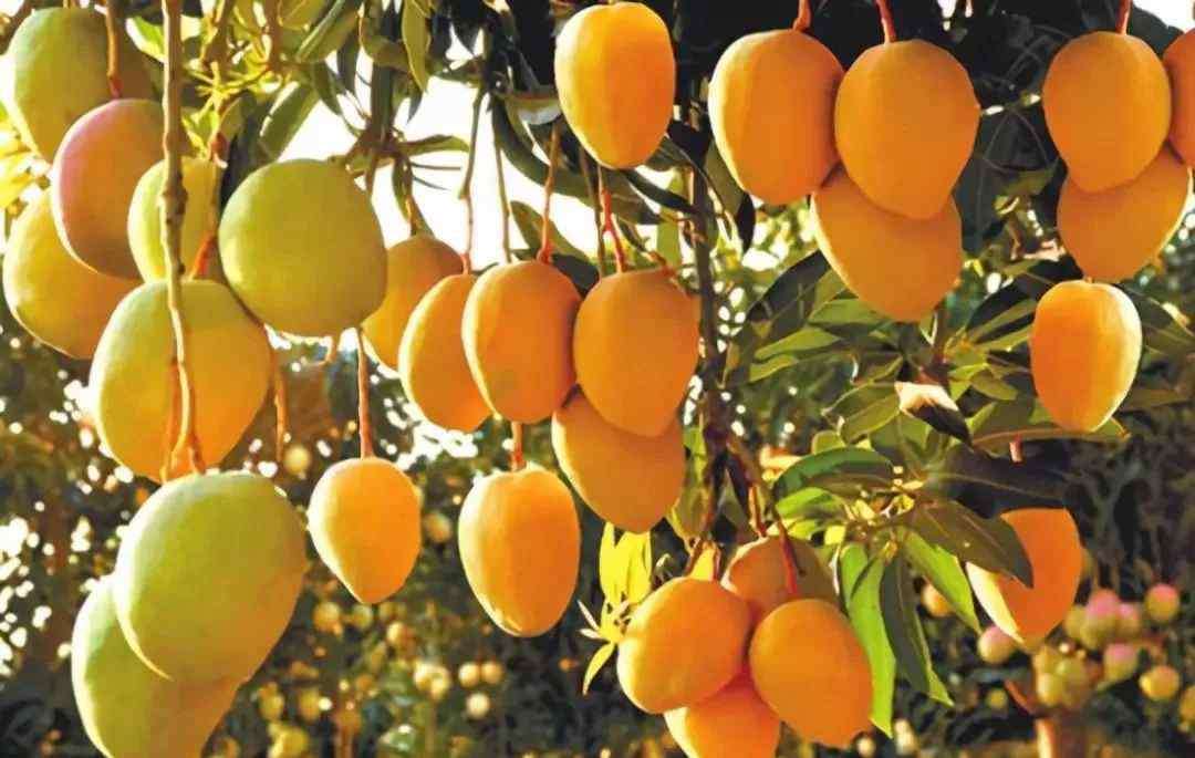 芒果种植 芒果主要栽培品种及种植管理