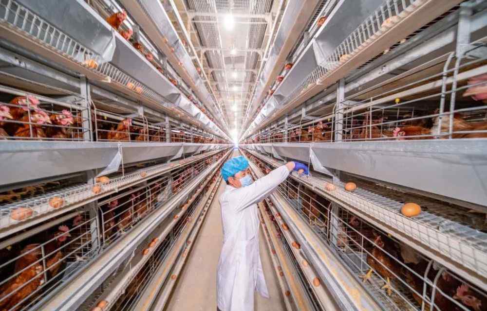 自动化养殖 蛋鸡自动化养殖趋势成就智慧新农业