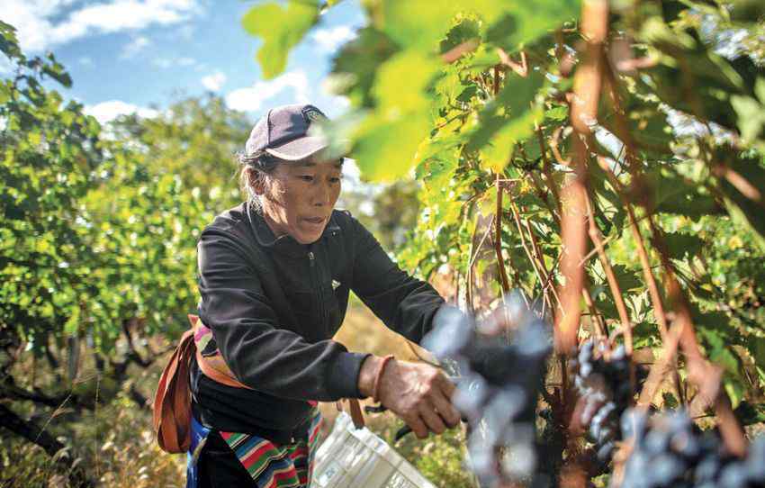 鲜花产地 你的红酒和鲜花可能已经悄悄换了产地，原因是地球气候变暖